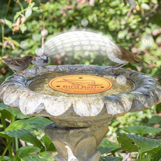 Vogeltränke-Kupferscheibe